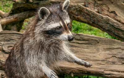Wildpark
