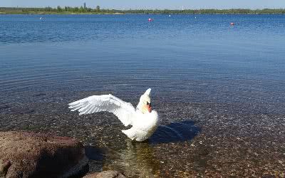 Cospudener See