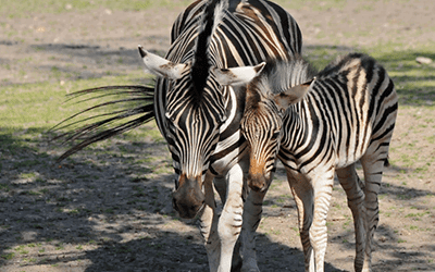 Tierpark Delitzsch
